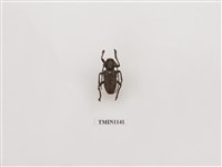 藏品(台灣瘤條天牛)的圖片